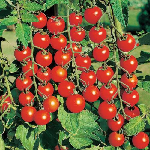 Moneymaker Cherry Tomato- ~50 Viable Seeds – Sweet and Juicy – FREE POSTAGE